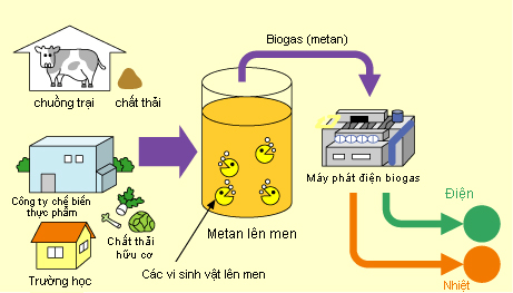 Hầm Biogas Phủ Bạt Nhựa HDPE Giải Pháp Bảo Vệ Môi Trường Cho Nông Nghiệp Việt Nam